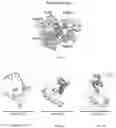 Fig. 99 - RNA-GUIDED DNA INTEGRATION USING TN7-LIKE TRANSPOSONS