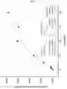 Fig. 04 - DNA aptamer specifically binding to CFP10, and use thereof