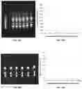 Fig. 16 - Aptamers as a therapeutic tool to prevent protein aggregation in neurodegenerative disease