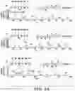 Fig. 04 - PARP9 and PARP14 as key regulators of macrophage activation