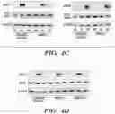 Fig. 12 - PARP9 and PARP14 as key regulators of macrophage activation