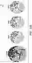 Fig. 32 - PARP9 and PARP14 as key regulators of macrophage activation