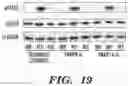 Fig. 52 - PARP9 and PARP14 as key regulators of macrophage activation
