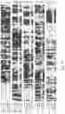 Fig. 02 - A COMBINATIONAL STRATEGY FOR REDUCING RANDOM INTEGRATION EVENTS WHEN TRANSFECTING PLANTS