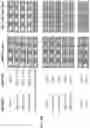 Fig. 06 - A COMBINATIONAL STRATEGY FOR REDUCING RANDOM INTEGRATION EVENTS WHEN TRANSFECTING PLANTS
