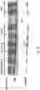 Fig. 09 - A COMBINATIONAL STRATEGY FOR REDUCING RANDOM INTEGRATION EVENTS WHEN TRANSFECTING PLANTS