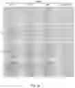 Fig. 14 - A COMBINATIONAL STRATEGY FOR REDUCING RANDOM INTEGRATION EVENTS WHEN TRANSFECTING PLANTS
