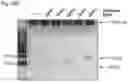 Fig. 55 - METHODS AND COMPOSITIONS FOR RNA-DIRECTED TARGET DNA MODIFICATION AND FOR RNA-DIRECTED MODULATION OF TRANSCRIPTION