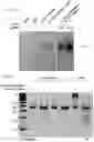 Fig. 58 - METHODS AND COMPOSITIONS FOR RNA-DIRECTED TARGET DNA MODIFICATION AND FOR RNA-DIRECTED MODULATION OF TRANSCRIPTION