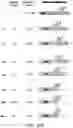 Fig. 64 - METHODS AND COMPOSITIONS FOR RNA-DIRECTED TARGET DNA MODIFICATION AND FOR RNA-DIRECTED MODULATION OF TRANSCRIPTION