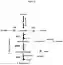 Fig. 03 - Methods And Microorganisms For The Production Of 1,3-Butanediol