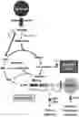 Fig. 01 - transformant for producing itaconate and uses thereof
