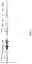 Fig. 03 - transformant for producing itaconate and uses thereof