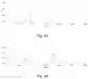 Fig. 05 - Genes and proteins for aromatic polyketide synthesis