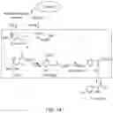 Fig. 02 - Microorganisms and Methods in the Fermentation of Benzylisoquinoline Alkaloids
