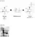 Fig. 03 - Polyphosphate-dependent glucokinase and method for producing glucose 6-phosphate using same