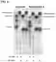Fig. 08 - Methods for the Enzymatic Modification of Steviol Glycosides, Modified Steviol Glycosides Obtainable Thereby, and the Use Thereof as Sweeteners