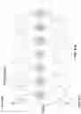 Fig. 63 - Microfluidic system for amplifying and detecting polynucleotides in parallel