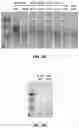 Fig. 04 - Capturing, concentrating, and detecting microbes in a sample using magnetic ionic liquids and recombinase polymerase amplification