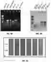 Fig. 06 - Capturing, concentrating, and detecting microbes in a sample using magnetic ionic liquids and recombinase polymerase amplification