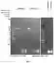 Fig. 06 - RNA identity method using RNAse H digestion and size fractionating
