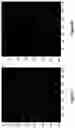 Fig. 33 - Assays for single molecule detection and use thereof