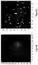 Fig. 34 - Assays for single molecule detection and use thereof