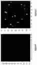 Fig. 35 - Assays for single molecule detection and use thereof