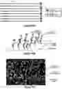 Fig. 41 - Assays for single molecule detection and use thereof