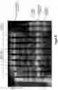 Fig. 42 - Assays for single molecule detection and use thereof