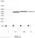 Fig. 03 - POLYA TAIL LENGTH ANALYSIS OF RNA BY MASS SPECTROMETRY