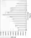Fig. 07 - POLYA TAIL LENGTH ANALYSIS OF RNA BY MASS SPECTROMETRY