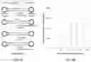 Fig. 11 - Mapping the location, type and strand of damaged and/or mismatched nucleotides in double-stranded DNA