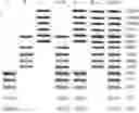 Fig. 01 - DNA MARKER KIT AND METHOD FOR PREPARING THE SAME