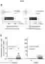 Fig. 04 - CANCER BIOMARKERS AND METHODS OF USE