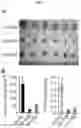 Fig. 09 - CANCER BIOMARKERS AND METHODS OF USE