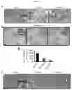 Fig. 16 - CANCER BIOMARKERS AND METHODS OF USE