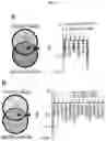 Fig. 29 - CANCER BIOMARKERS AND METHODS OF USE
