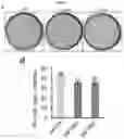 Fig. 40 - CANCER BIOMARKERS AND METHODS OF USE