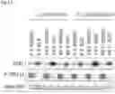 Fig. 06 - DIAGNOSTIC METHOD