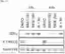 Fig. 07 - DIAGNOSTIC METHOD