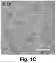 Fig. 04 - Electrode for gas generation, method of preparing the electrode and device including the electrode for gas generation