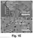 Fig. 06 - Electrode for gas generation, method of preparing the electrode and device including the electrode for gas generation