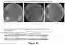 Fig. 09 - Pig genome-wide specific sgRNA library, preparation method therefor and application thereof