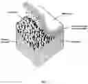 Fig. 02 - Surface enhanced pulp fibers at a substrate surface