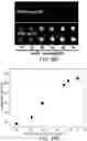 Fig. 35 - Plasmonic patch as a universal fluorescence enhancer