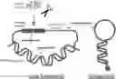 Fig. 01 - Enzyme transducers and sensors based on DNA loops