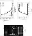 Fig. 04 - Enzyme transducers and sensors based on DNA loops