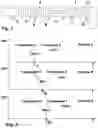 Fig. 02 - Optimised ion mobility separation timescales for targeted ions