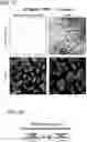 Fig. 03 - In vitro model for pathological or physiologic conditions